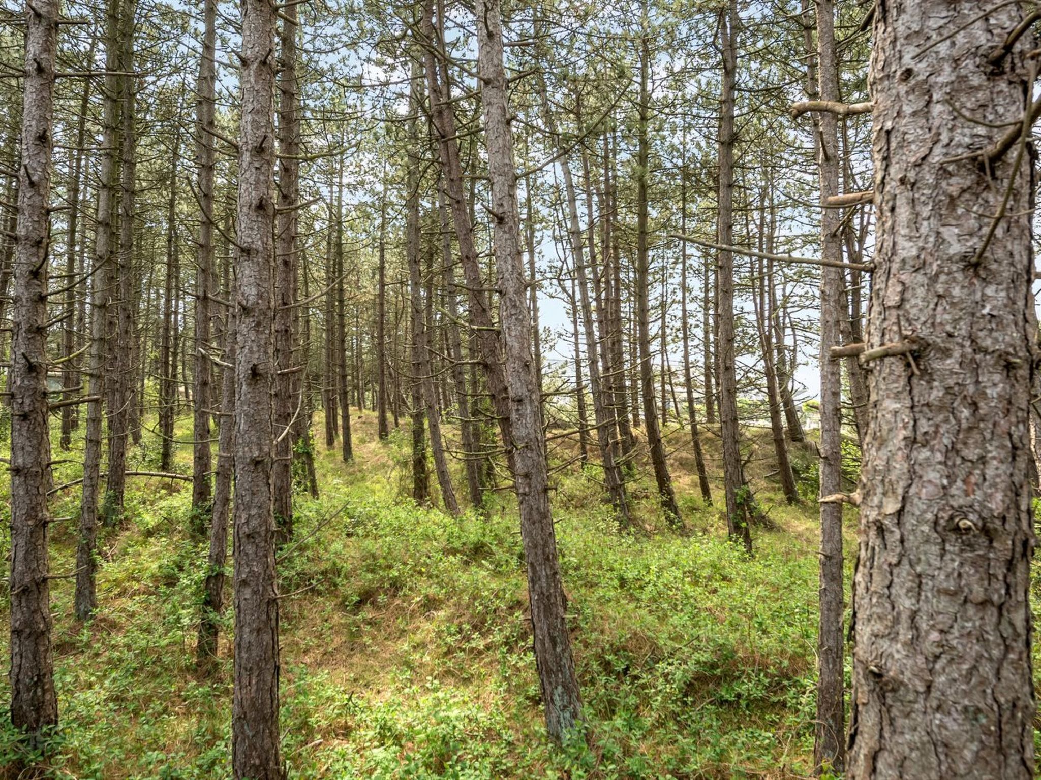 A dense forest with tall trees and underbrush.