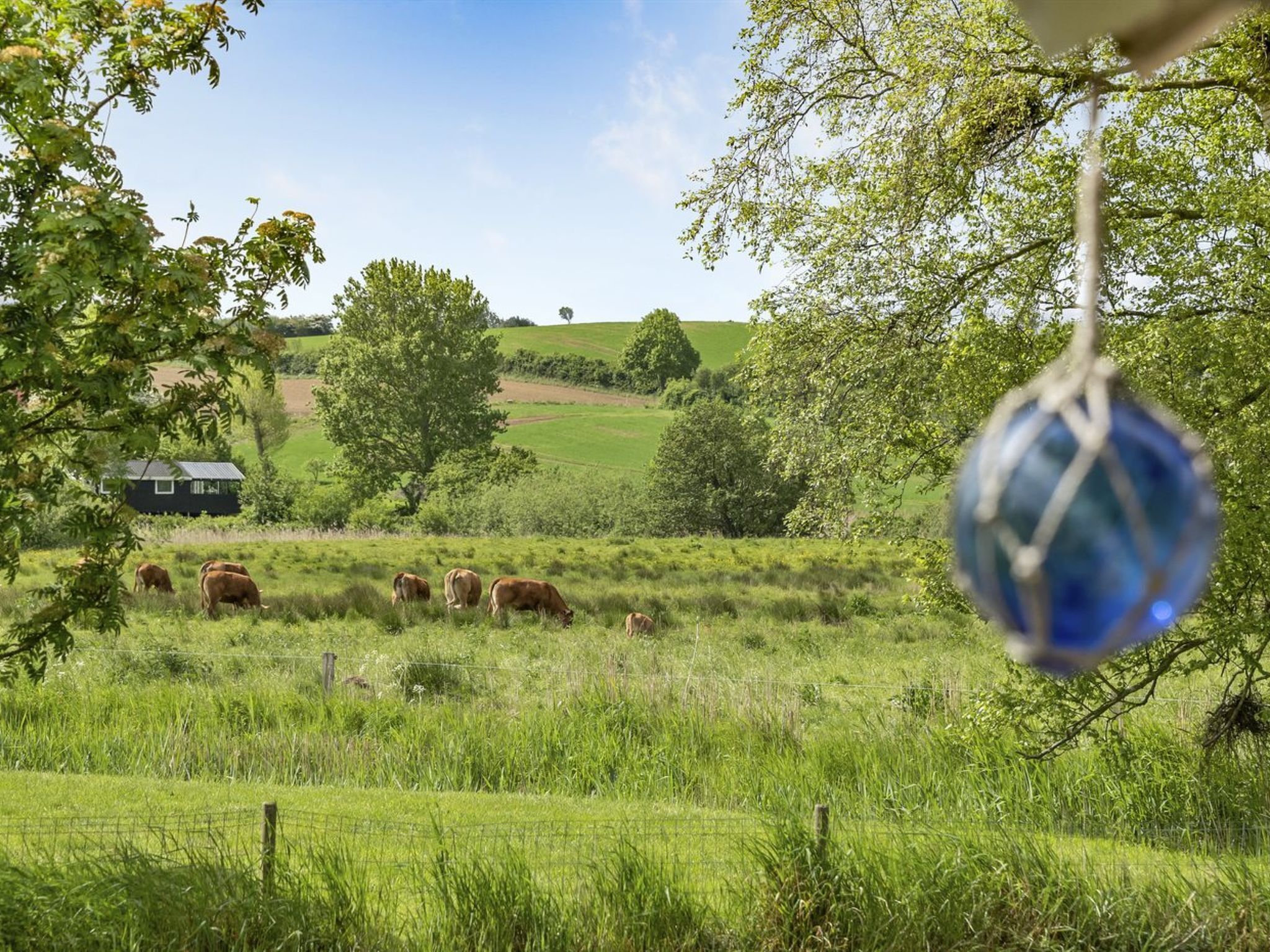 A rural landscape with a house, cows grazing, and a hanging blue ornament.