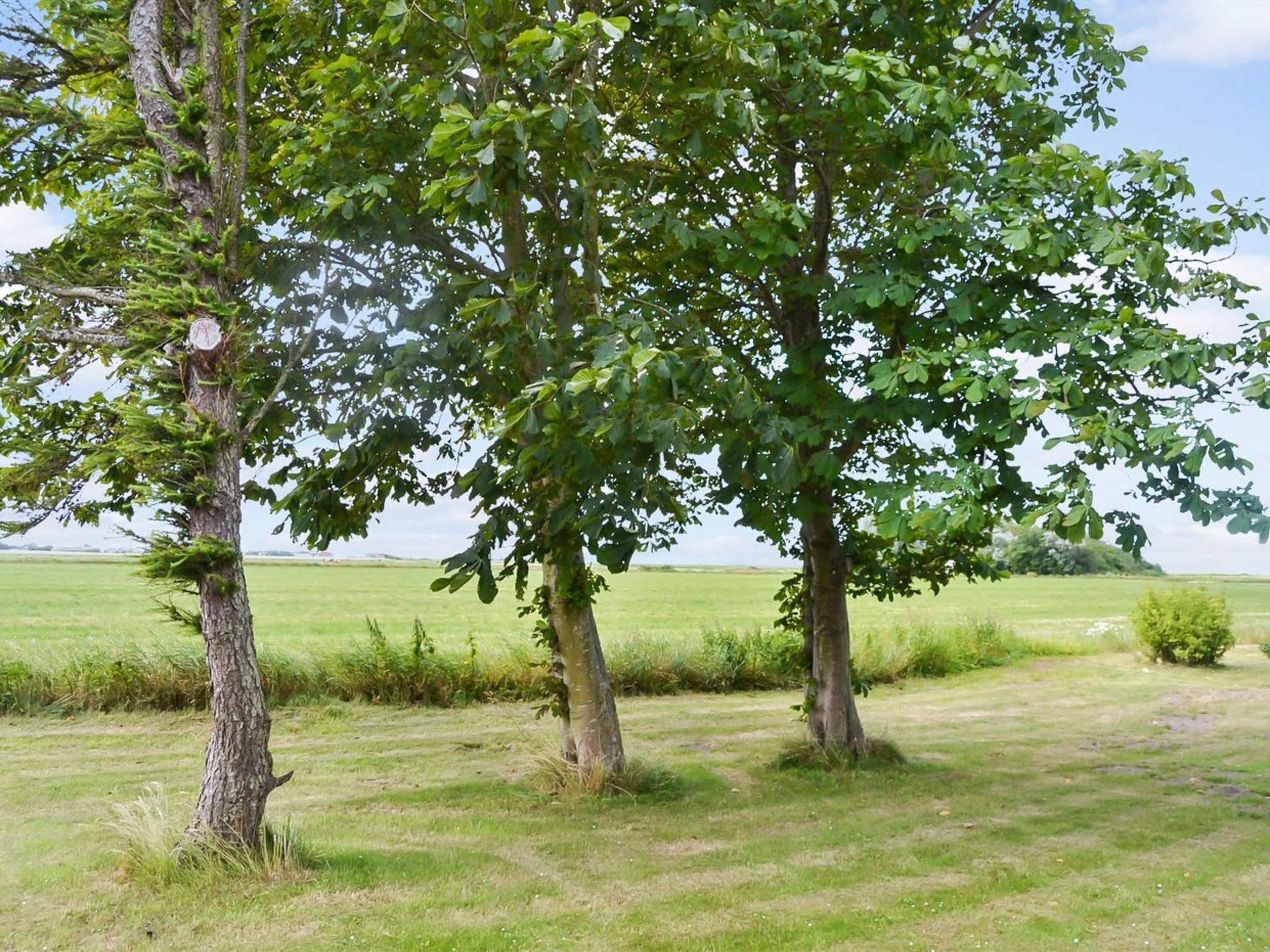 A grassy field with three trees and a clear sky.