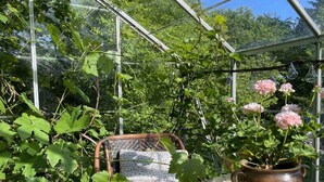 A greenhouse with a wooden table, a wicker chair, and a potted plant with pink flowers. - "Elvin" - 2.7km from the sea by Interhome (Humble)