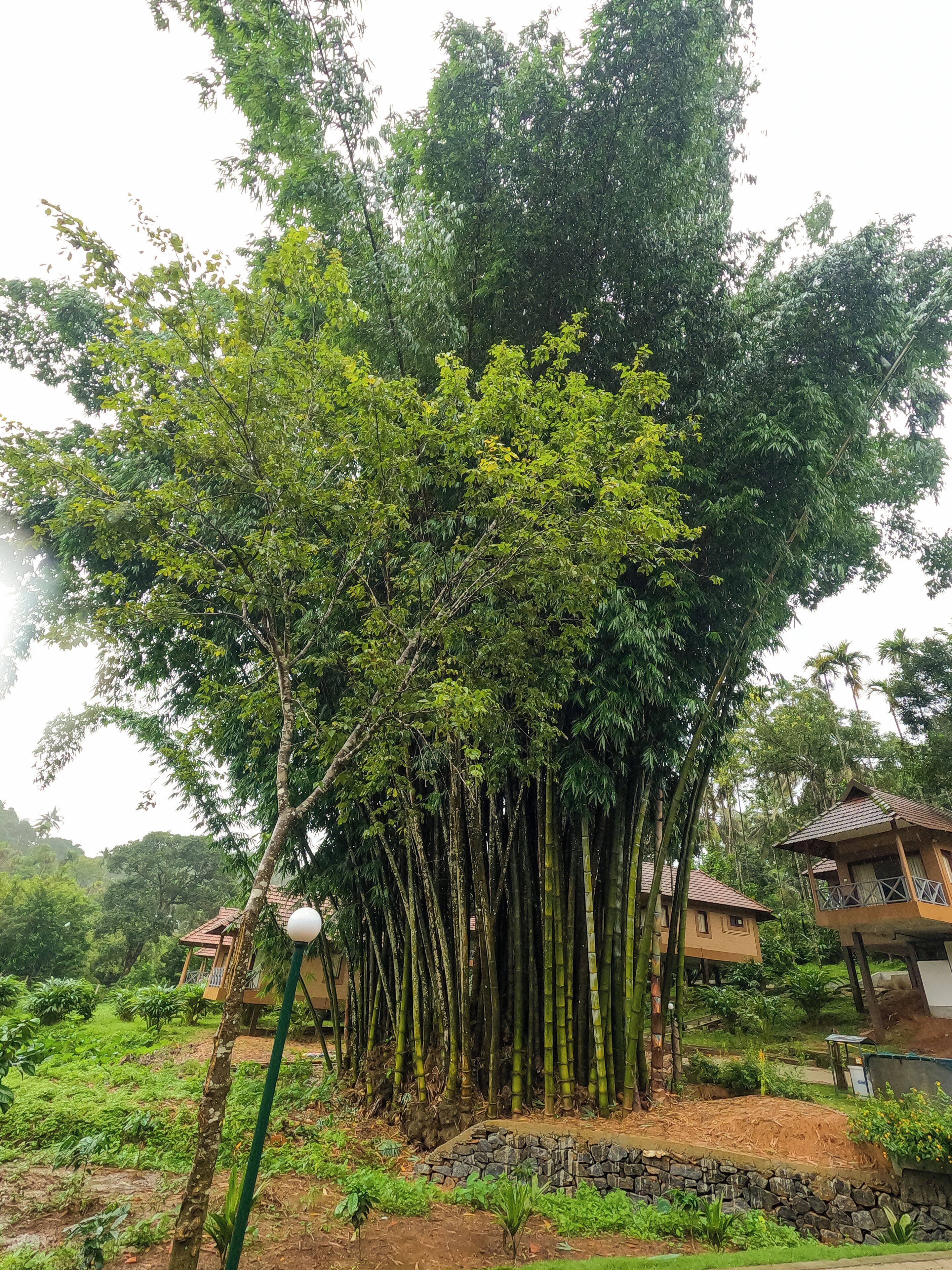 A large tree with a stone wall in front of a house.