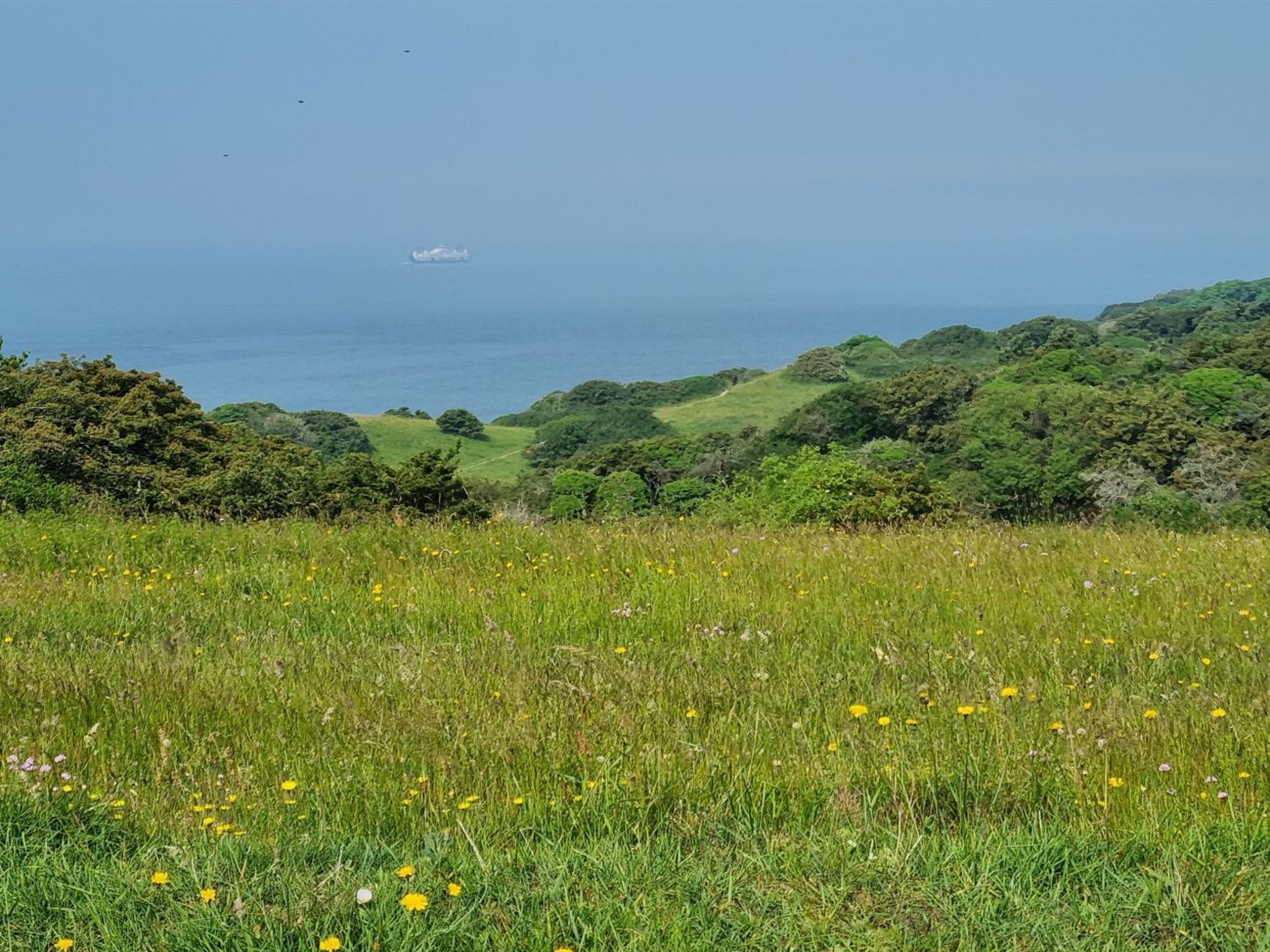 A grassy field with yellow flowers and a view of the ocean and hills in the distance.