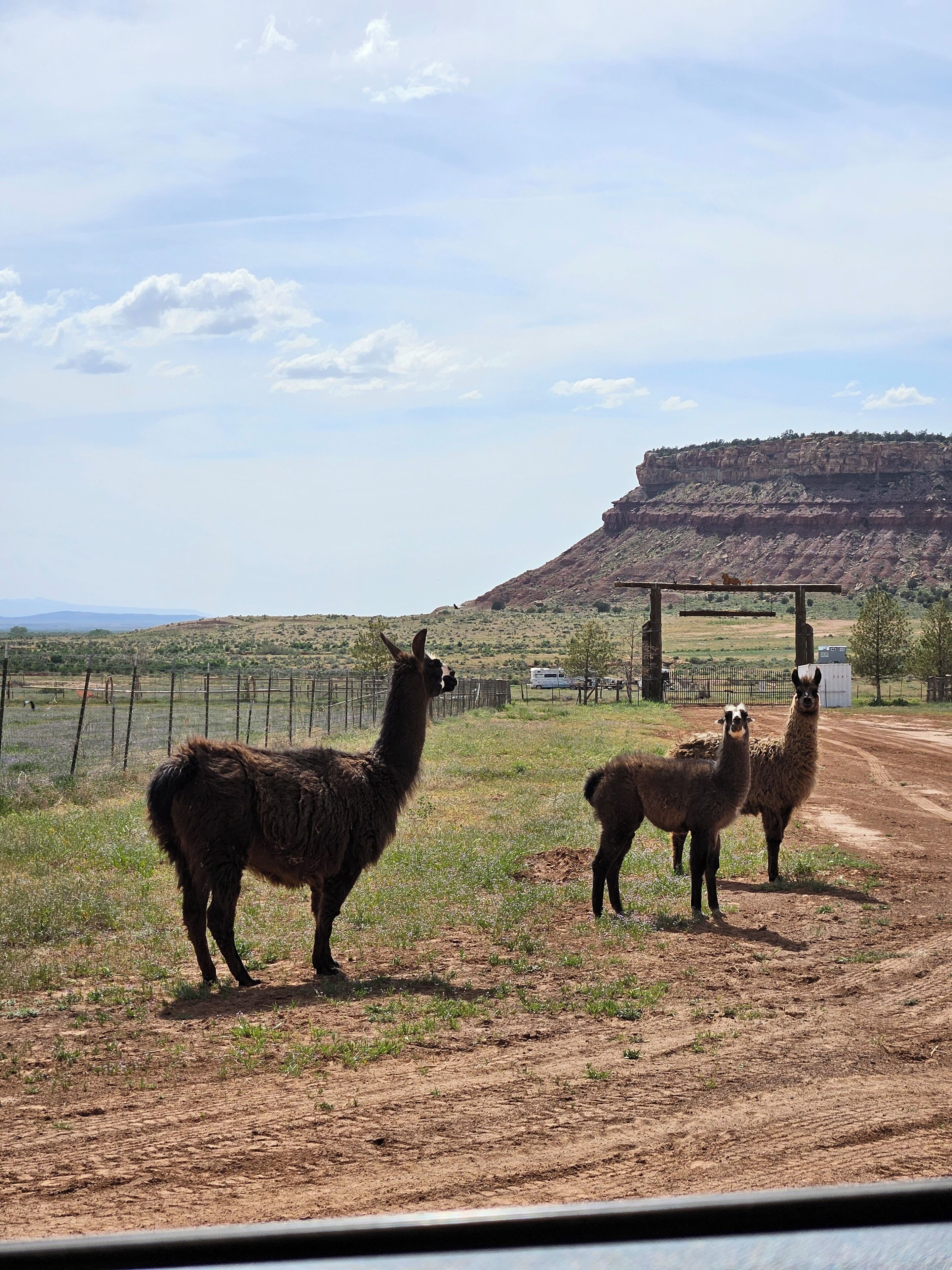 A dirt road with two llamas standing in the foreground.