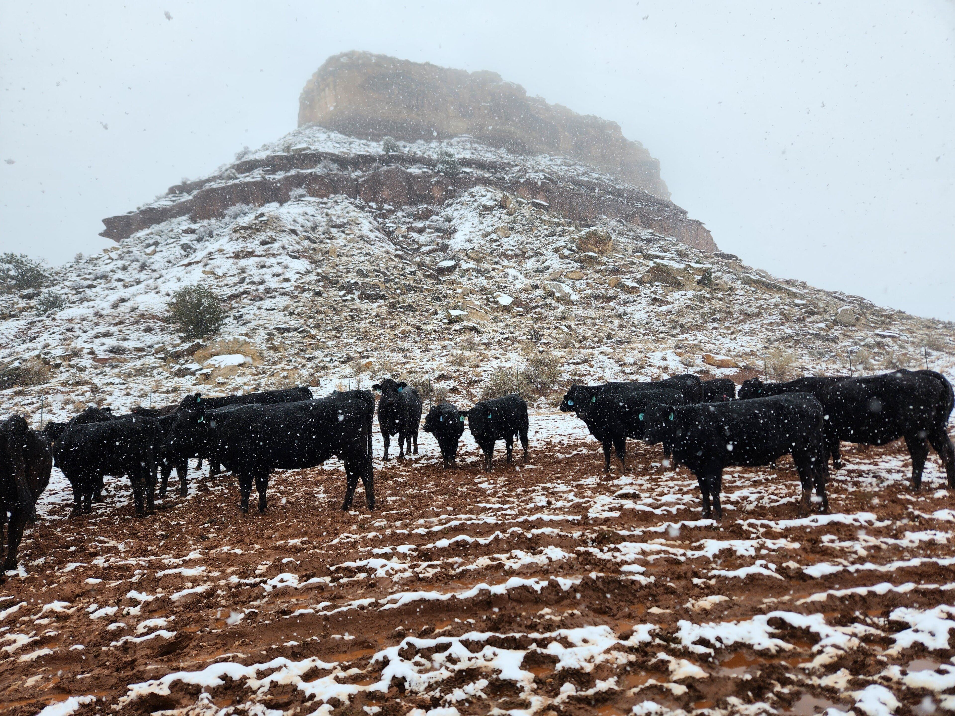 A group of cattle grazing on a snow-covered field with a rocky hill in the background.