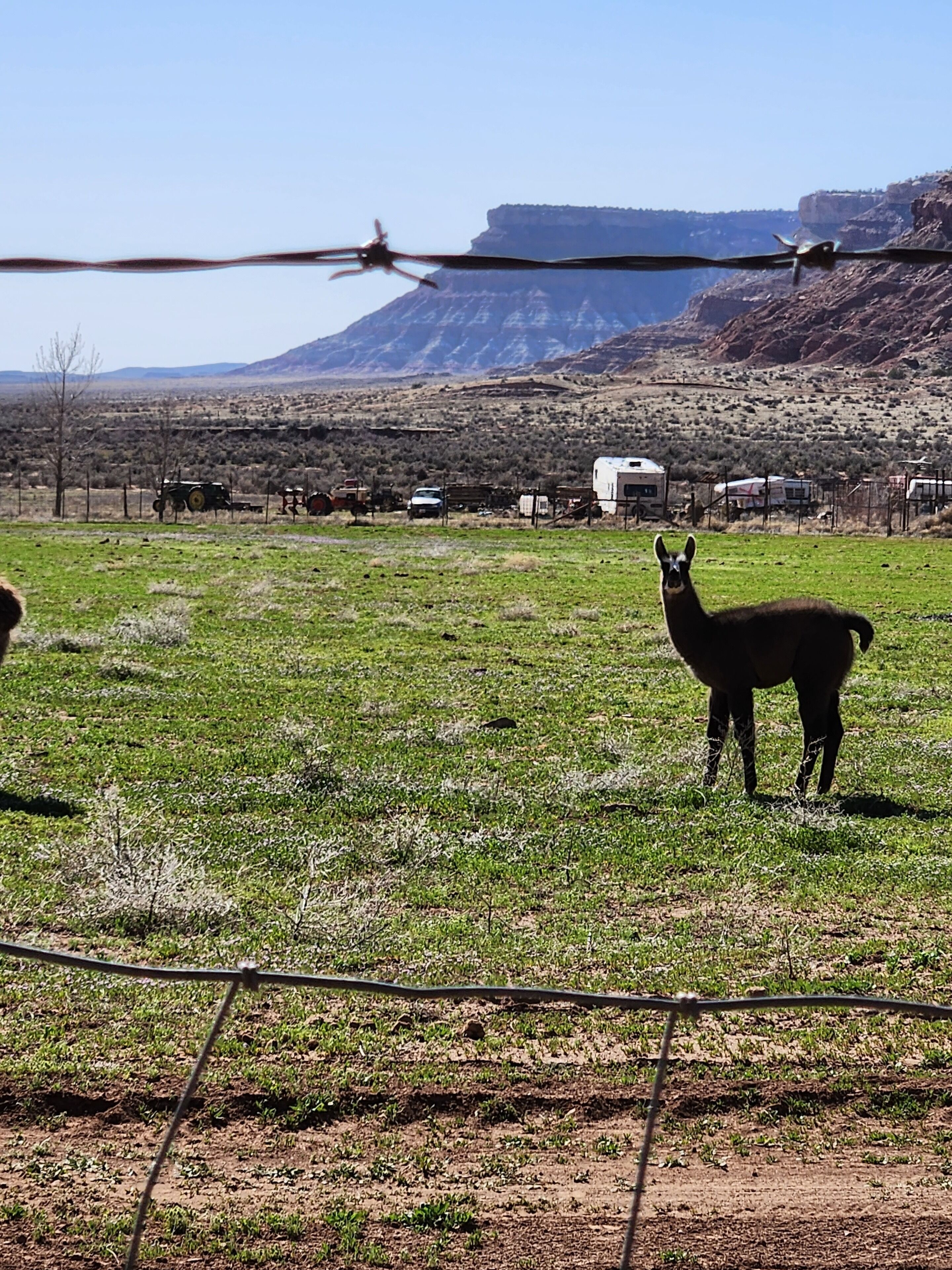 Una llama en un campo cercado con montañas al fondo.