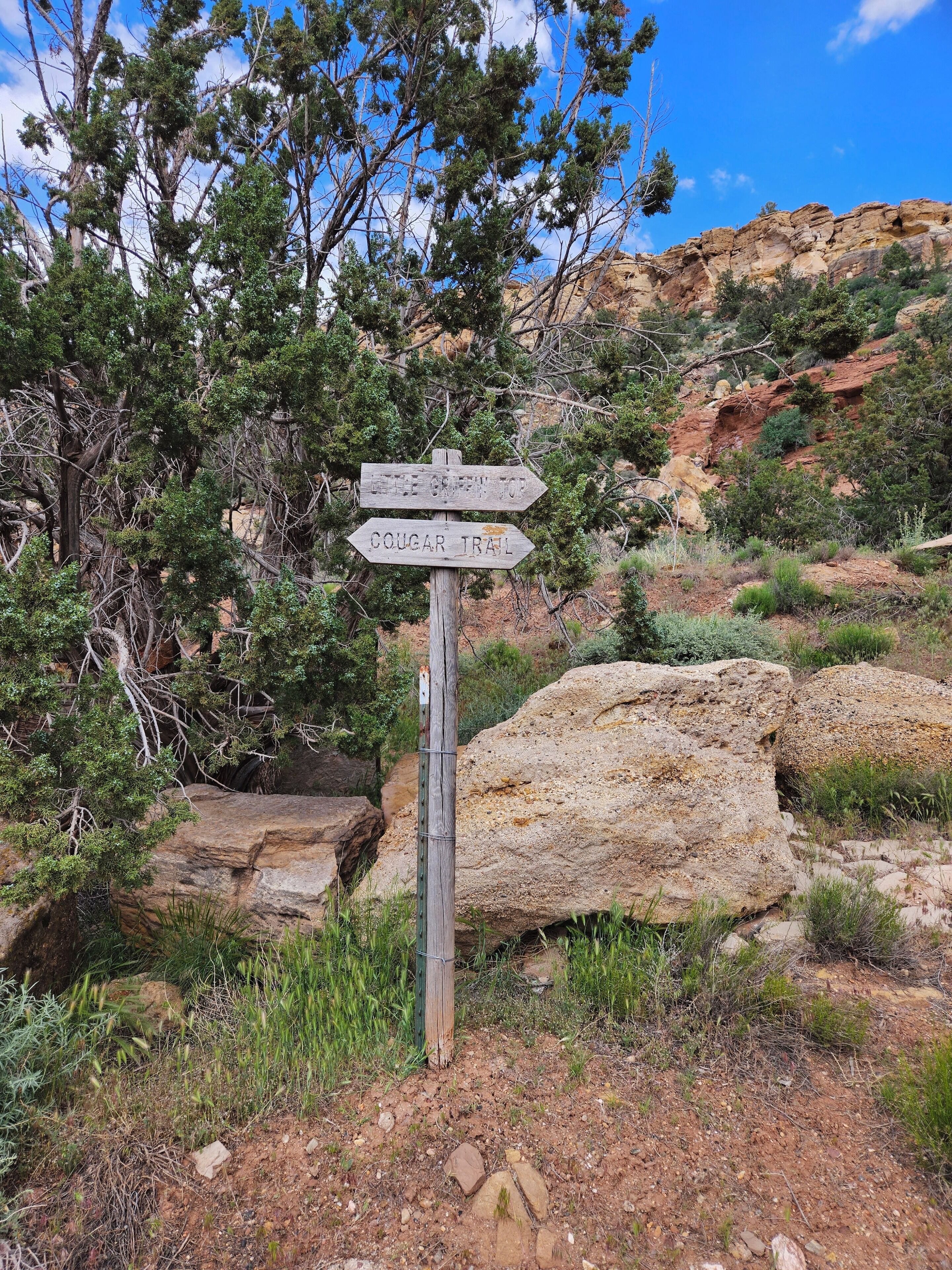 Et træskilt med piletavler, der viser vej til 'Little Creek Top' og 'Cougar Trail' i et naturområde med sten og sparsom vegetation.