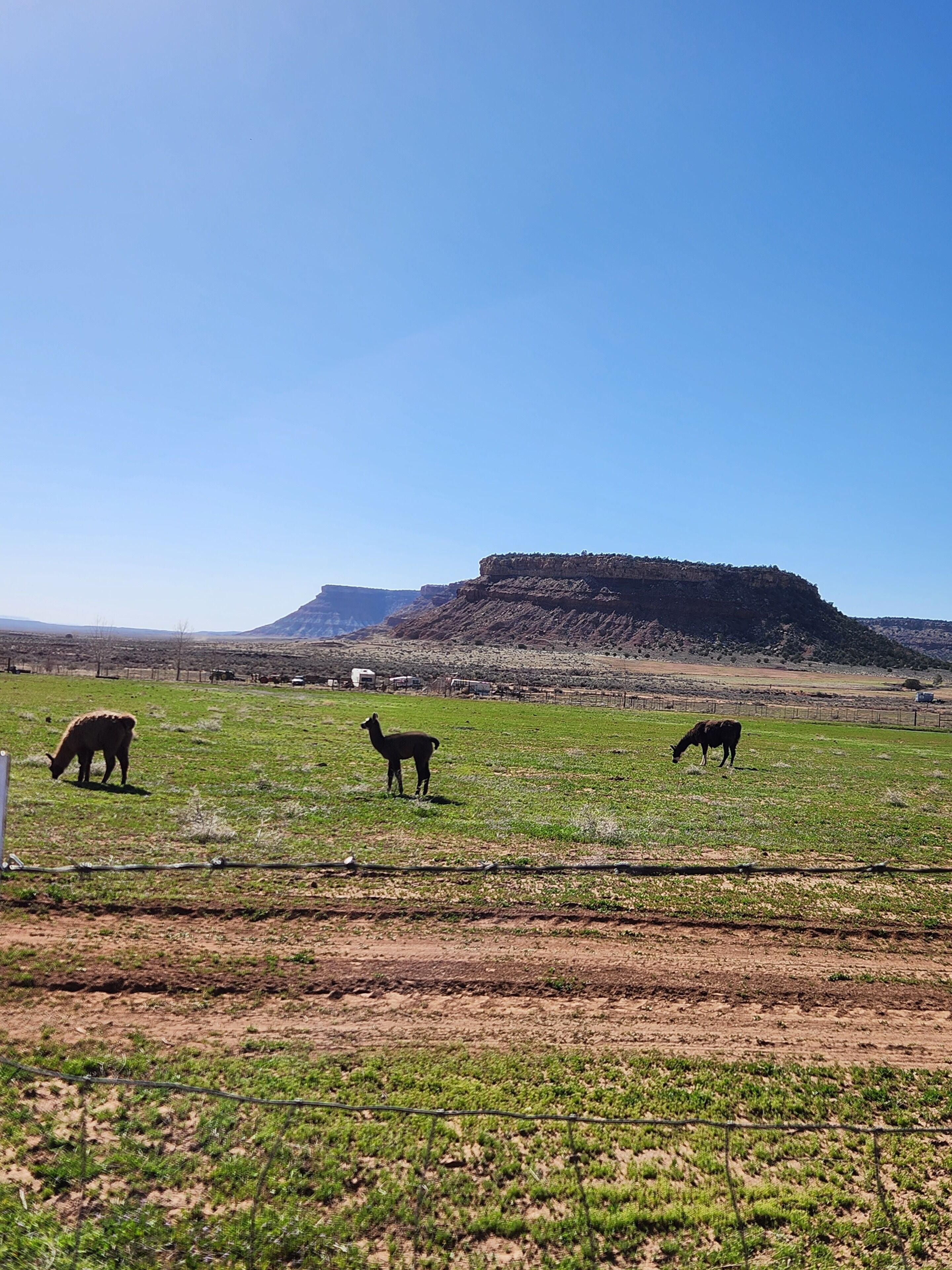 A rural landscape with a fenced field, a hill in the background, and a clear blue sky.