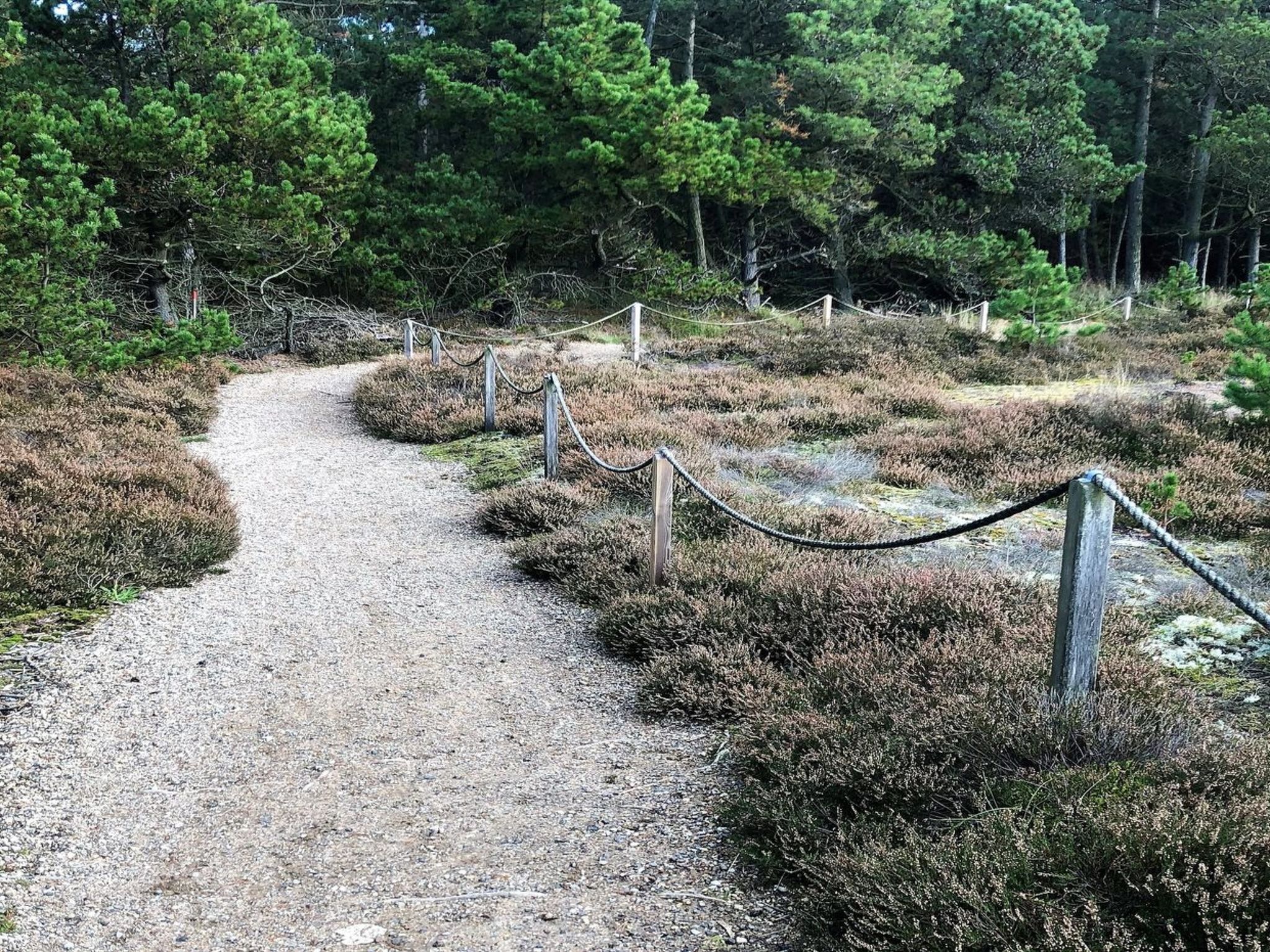 Een grindpad dat door een natuurgebied met dichte bomen en struiken loopt.