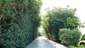 A paved pathway flanked by dense foliage, leading to a tunnel entrance. - Kos Dream Beachwalk Apartment with Private Terrace, Balcony, and Wi-Fi (???)