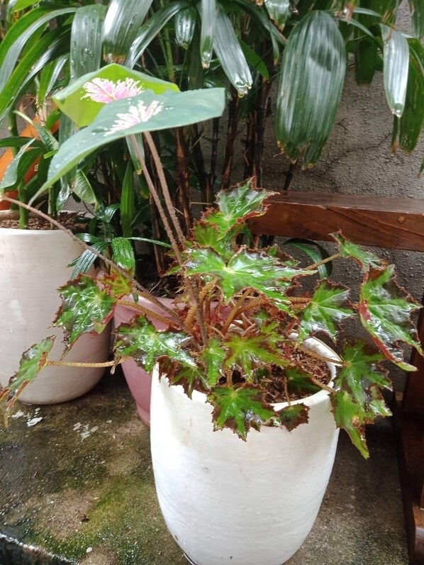 A potted plant with variegated leaves in a white pot.