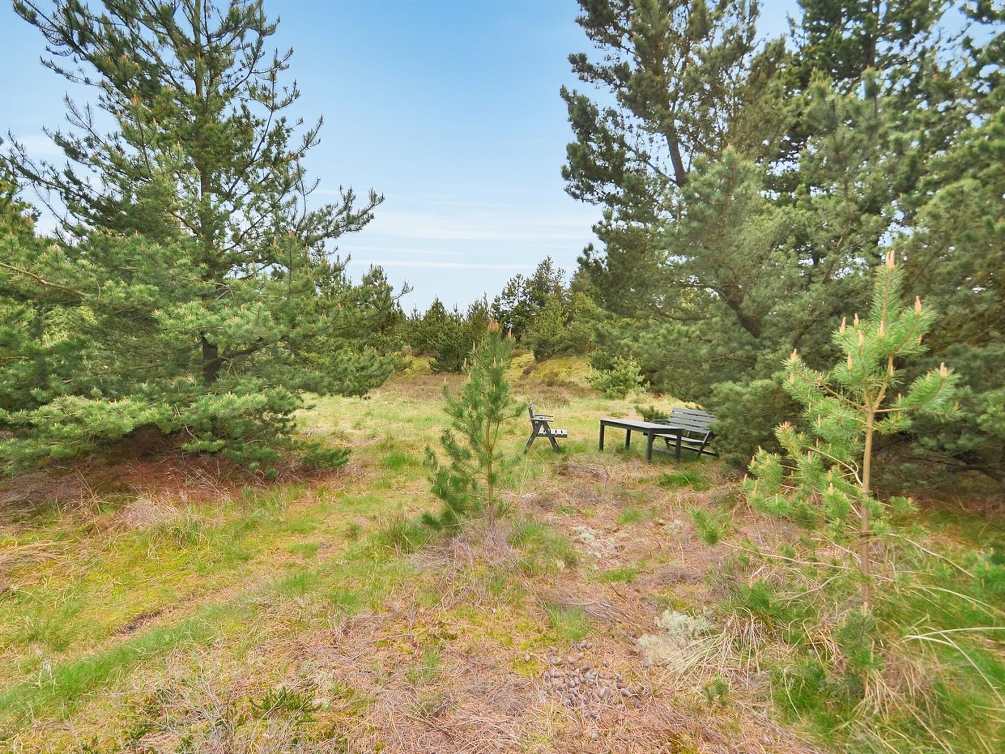 A natural outdoor area with a picnic table and benches surrounded by dense trees.