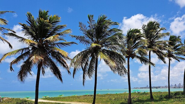 Une plage bordée de palmiers, sous un ciel bleu et dégagé.