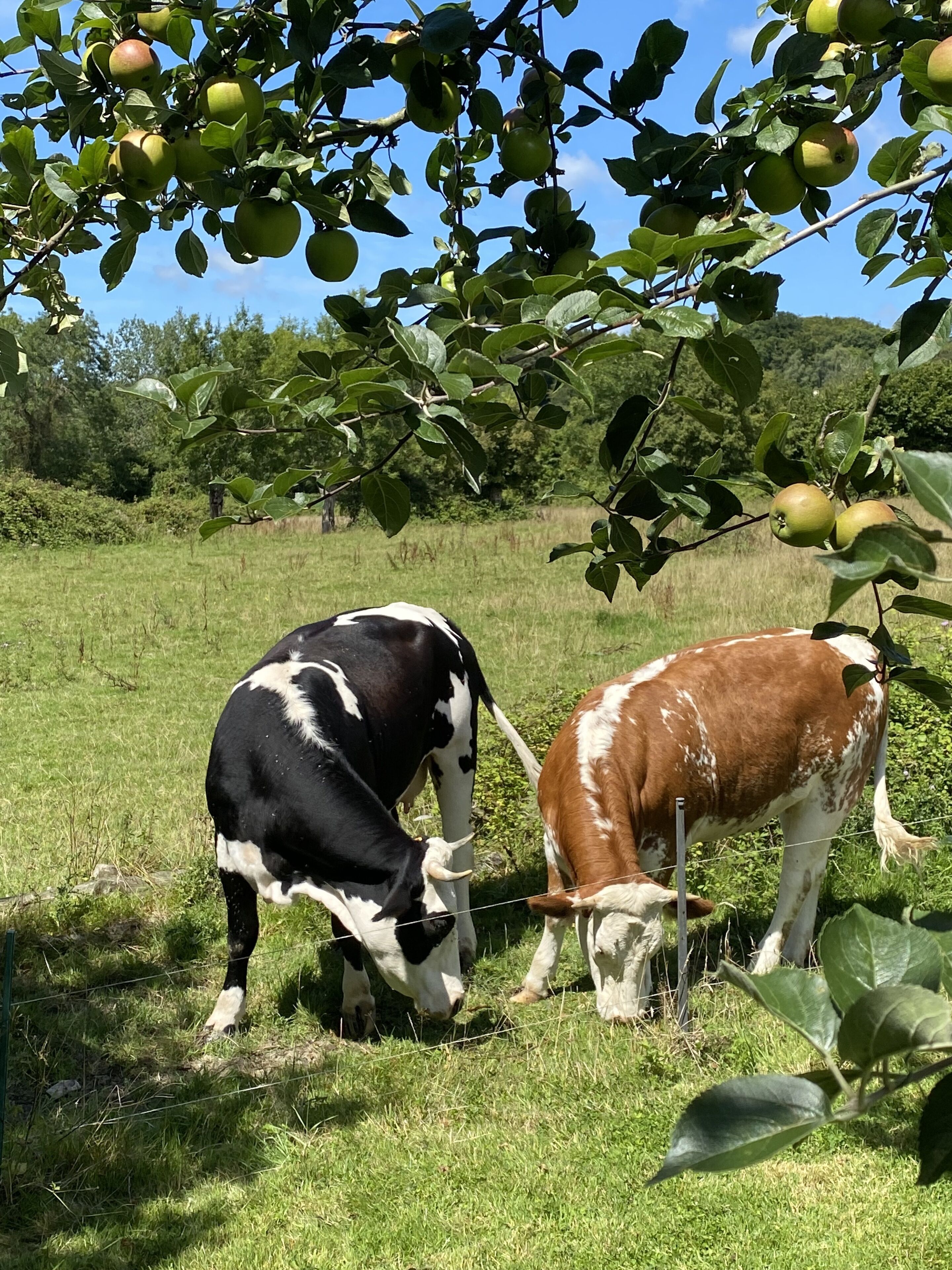 Dos vacas pastan en un campo cubierto de hierba con árboles al fondo.