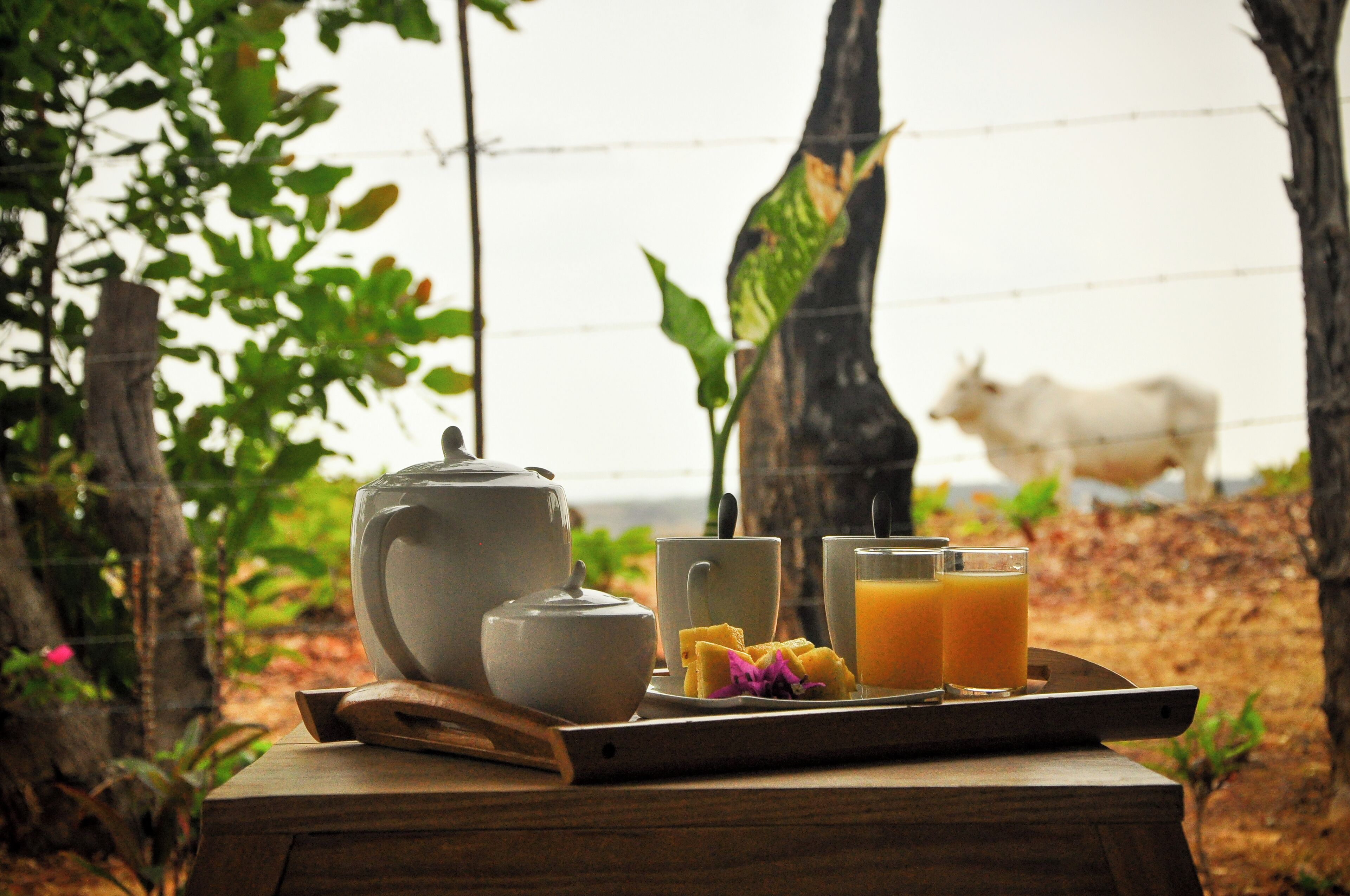 A tray with a teapot, cups, and orange juice on a wooden table in a garden setting with a cow in the background.