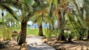 A paved pathway flanked by palm trees and cacti, leading towards a beach area.