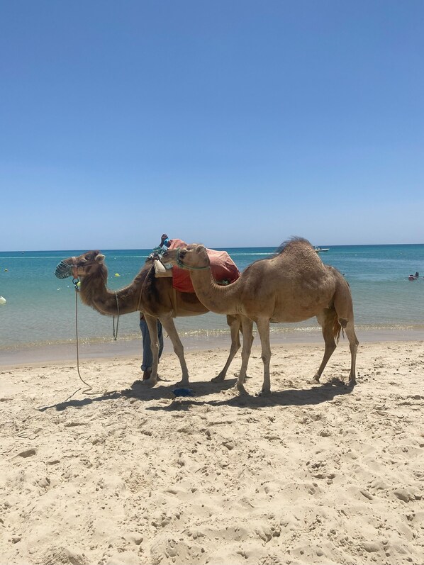 Beach nearby, sun loungers