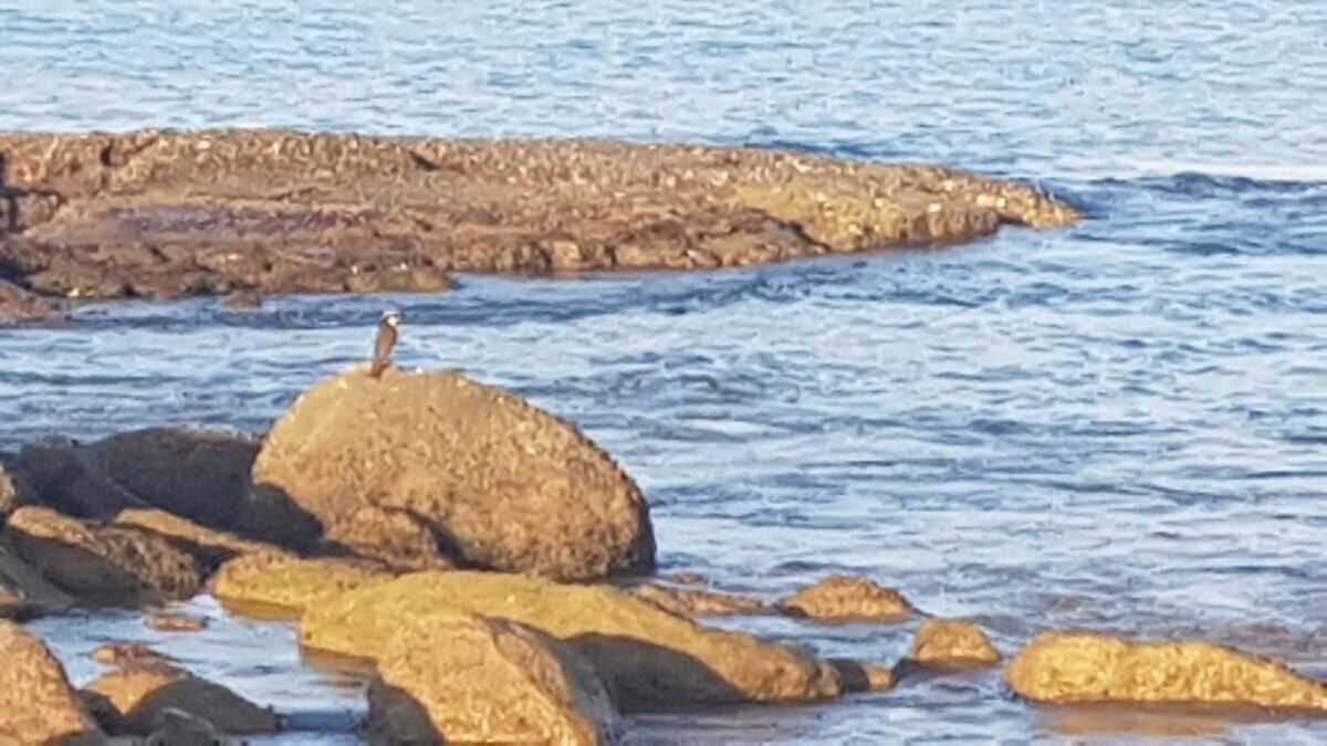 A rocky shoreline with a bird perched on a rock.