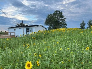 Property grounds - Cozy Sunset Cottage on the family farm near Cave Run Lake and Morehead State  (Morehead)