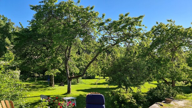 Un jardin avec deux fauteuils Adirondack en bois, une plante en pot et une petite table.