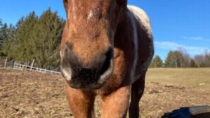 Un caballo en un espacio al aire libre rodeado de árboles.