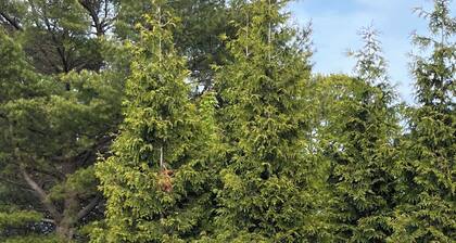 Lake Life 1BD at heart of GOTL. Bright & Airy and right off the strip.