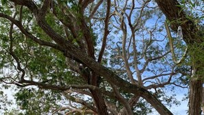 Una casa moderna con un gran árbol en el patio trasero, una bañera blanca y un techo de tejas.