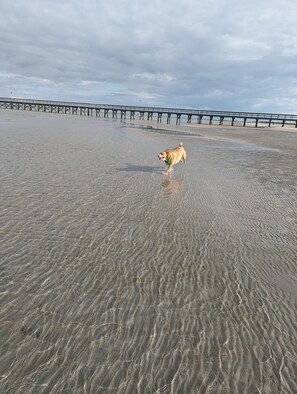 Plage, chaises longues, serviettes de plage