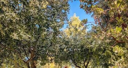 Wildland Zen Den: Tiny House Retreat with Fireplace, Grill, AC, Hammock, Record