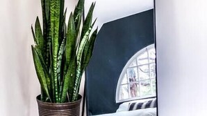 A potted snake plant on a small wooden stool next to a large mirror reflecting a bed with white bedding.