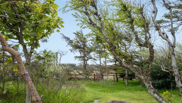A natural landscape with a stone pathway leading through a grassy area with trees and shrubs.