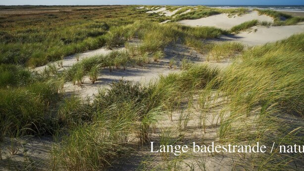 Un paysage côtier caractérisé par des dunes de sable et une végétation herbacée.