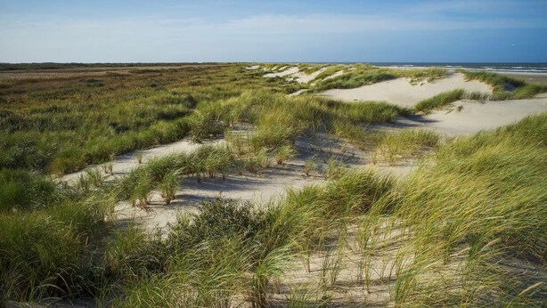 A coastal landscape with sand dunes and grassy vegetation. - "Elle" - 50m from the sea by Interhome (Skagen)