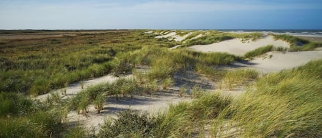 A coastal landscape with sand dunes and grassy vegetation.