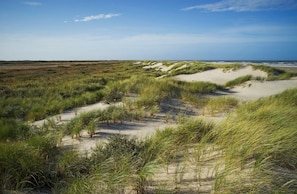 Een kustlandschap met duinen en begroeiing.