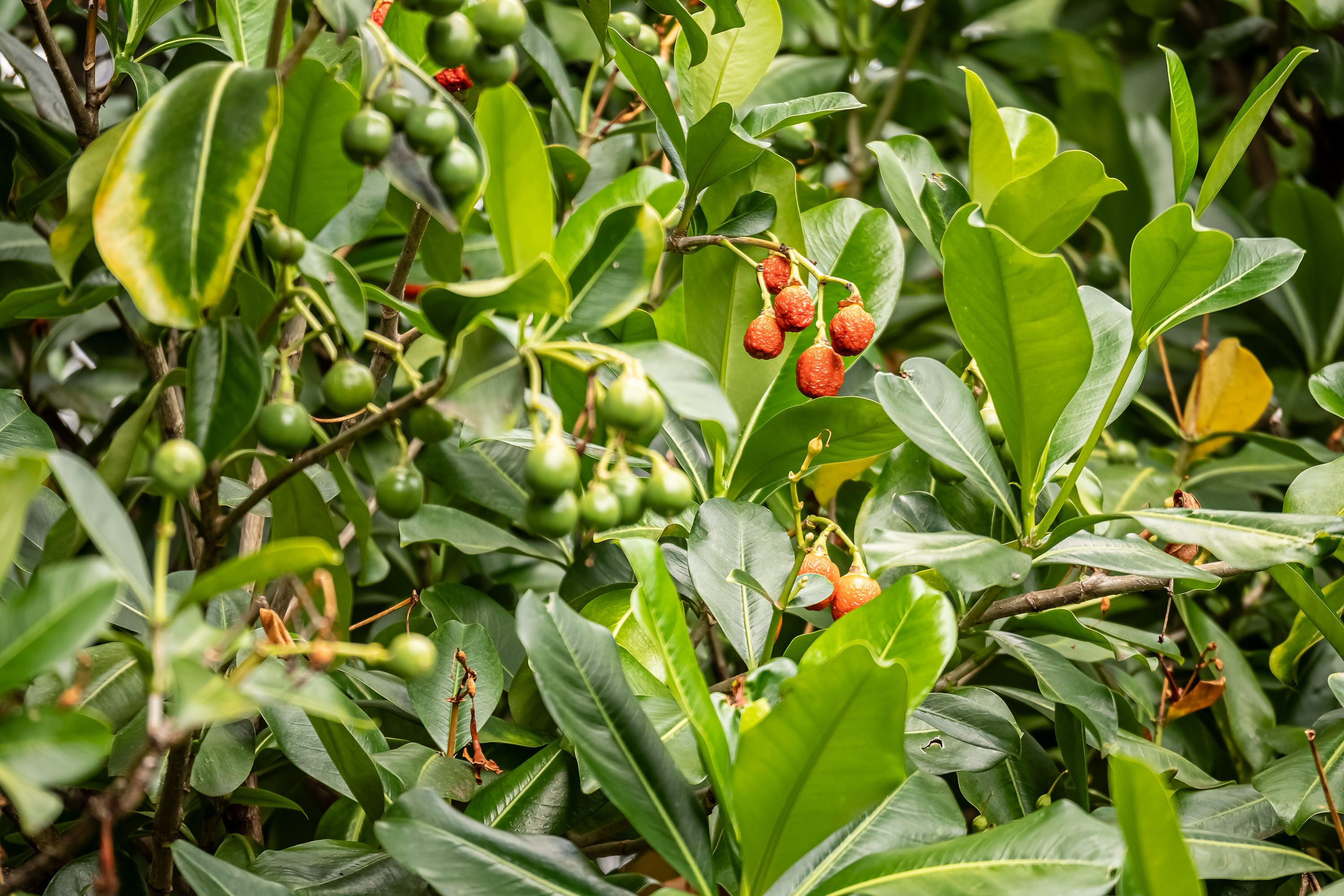 A dense foliage of green leaves and small red fruits, likely from a citrus tree.