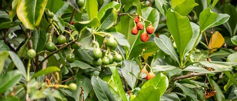 A dense foliage of green leaves and small red fruits, likely from a citrus tree.