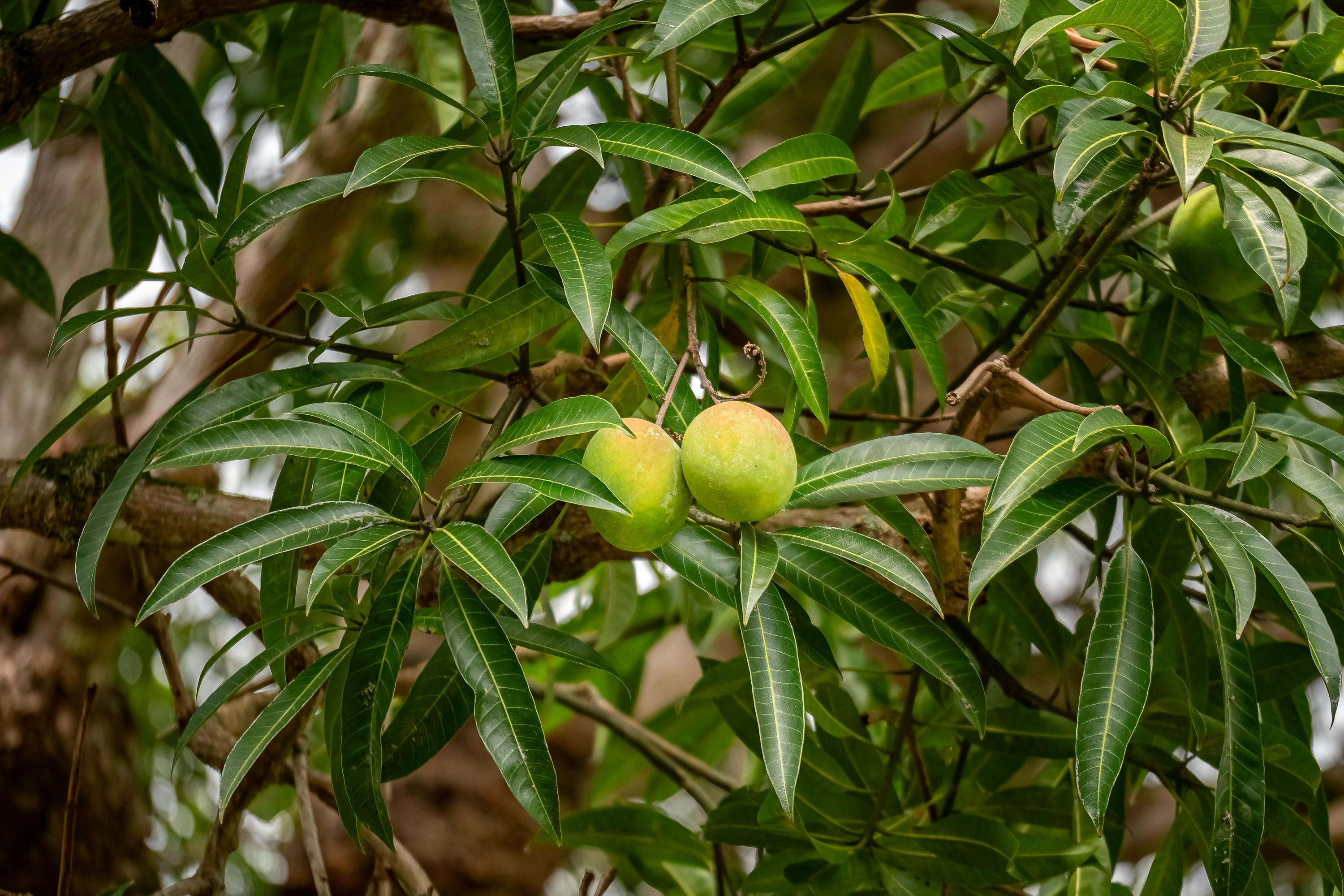 Un arbre aux feuilles vertes et aux fruits non mûrs.