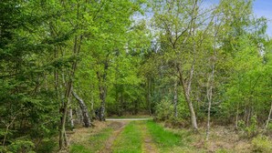 Un sendero arbolado bordeado de árboles.