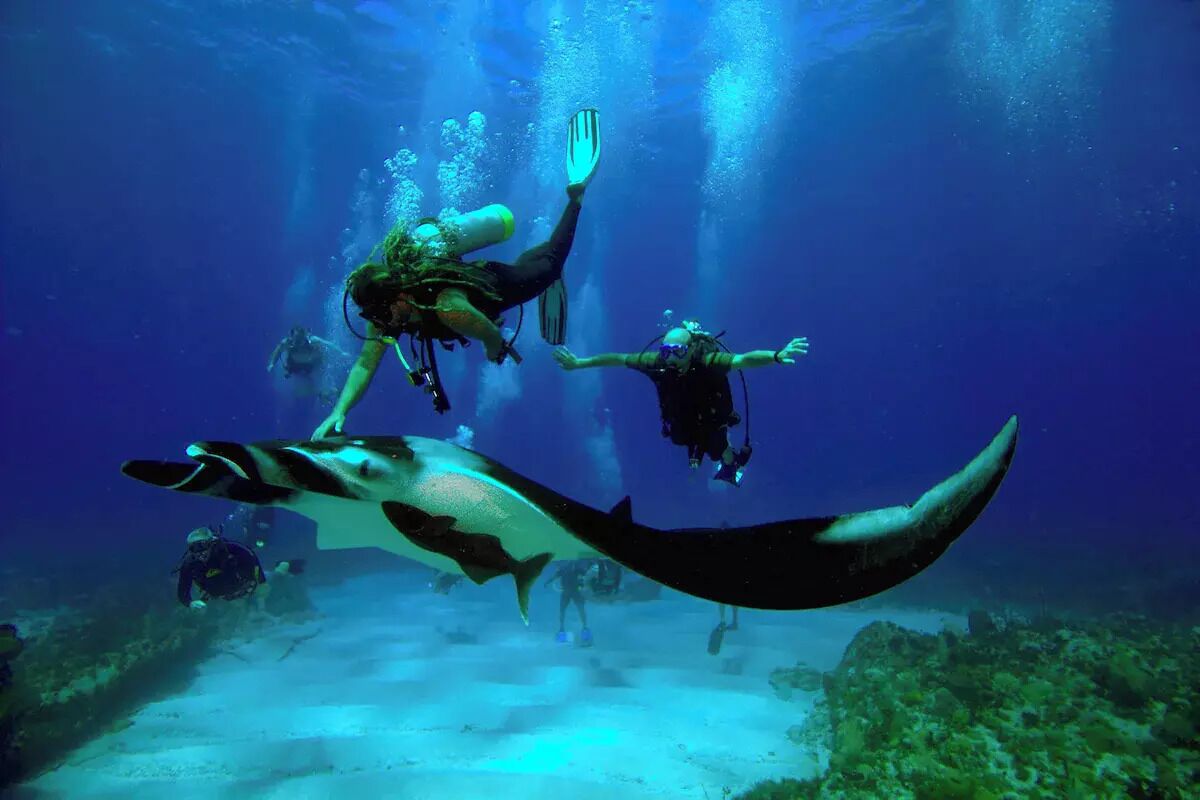 A diver with a shark nearby.