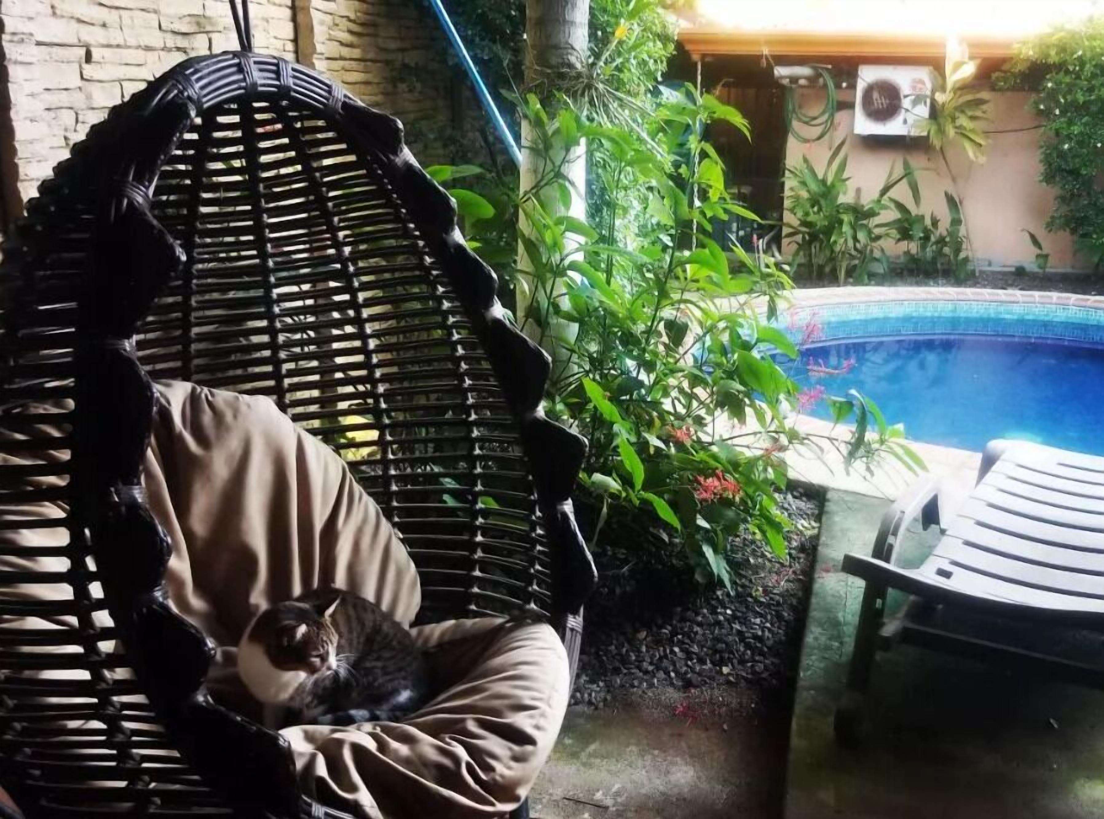 Une chaise en osier avec un coussin, une piscine et de la verdure tout autour.