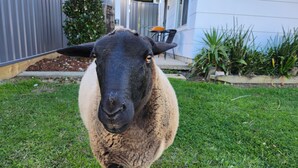 Un mouton se tient dans l’herbe, dans une cour, avec une maison en arrière-plan.