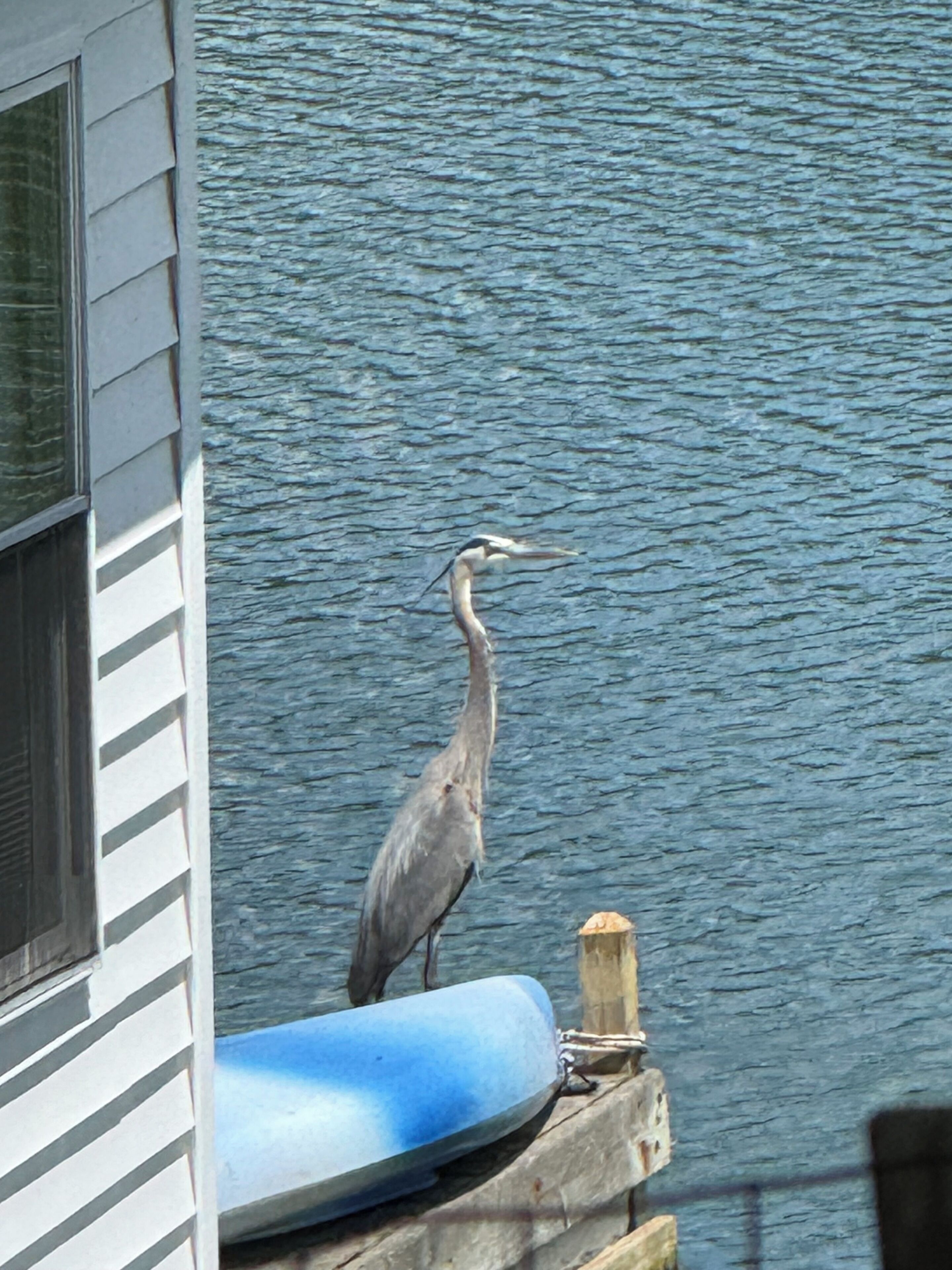 Un oiseau perché sur un quai, au bord de l’eau.