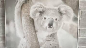 Ett inramat fotografi som föreställer en koala som klamrar sig fast vid en trädgren.
