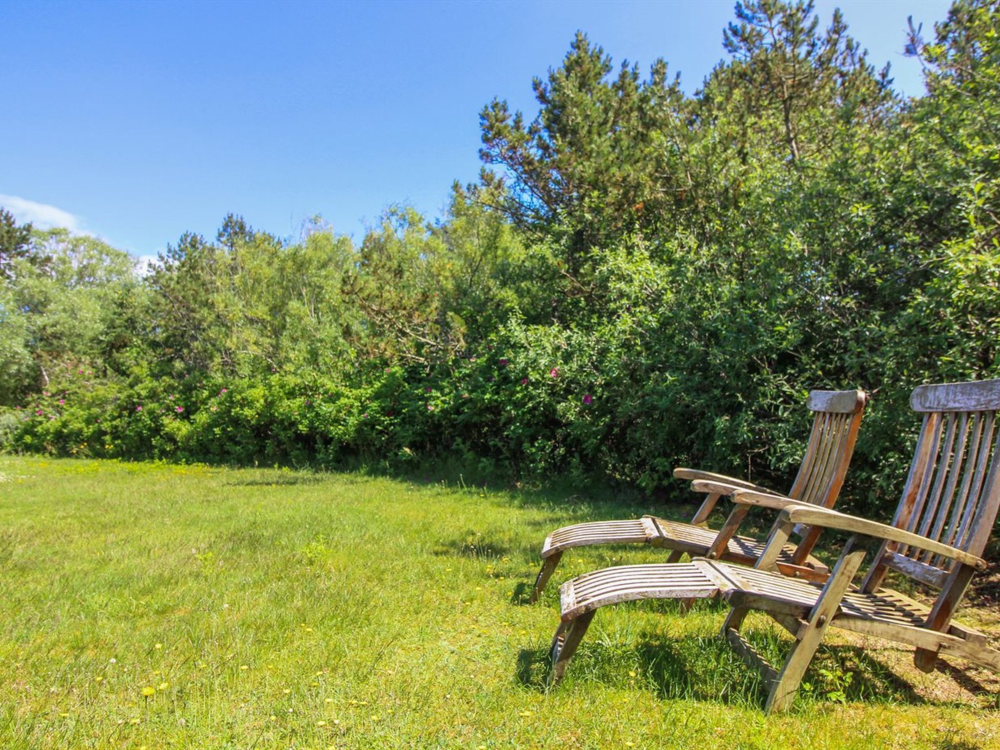 A wooden bench in a grassy field with dense trees in the background.