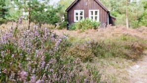 Une cabane en bois rustique, dotée d’un toit en pente et de fenêtres à cadre blanc, entourée d’une végétation luxuriante et de plantes en fleurs.