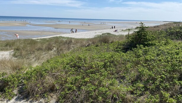 Ein Strand mit Personen und Dünen im Vordergrund.