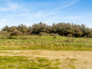 A natural landscape with a dirt path, grassy areas, and dense forest in the background.
