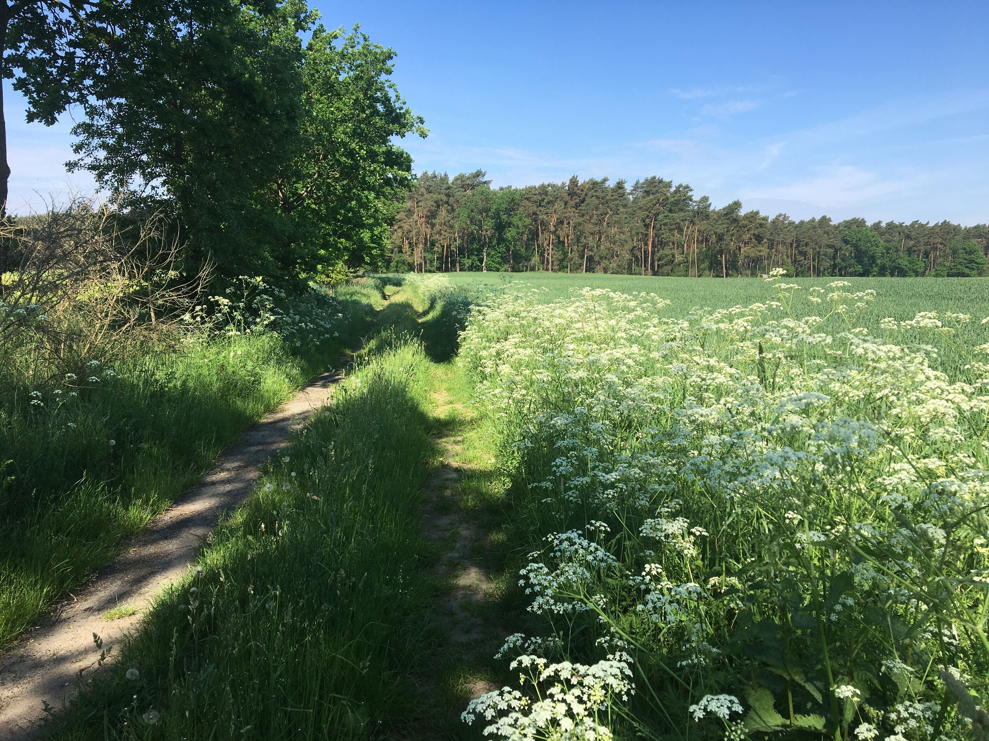 A dirt path through a field of white flowers leading to a forest.