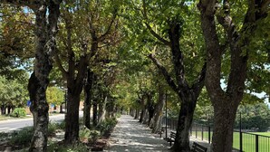 A tree-lined pathway with benches and a gravel surface. - 2 King Bed, 2 Full Bathroom Apartment in Città della Pieve, Umbria - Tuscany (Città della Pieve)