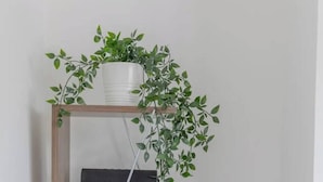 A wooden bookshelf with three shelves, each holding books, small potted plants, and a decorative bowl.
